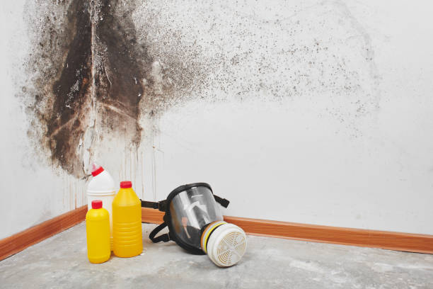 Best DIY Mold Remediation Support Services in Prairie Heights, WA