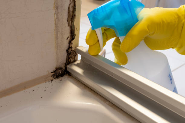 Best DIY Mold Remediation Support Services in Prairie Heights, WA