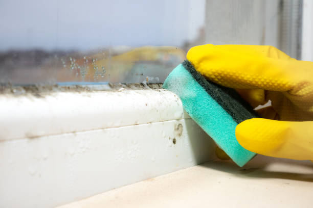 Professional Mold Remediation in Prairie Heights, WA