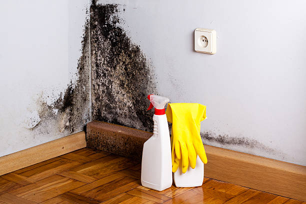 Health and Safety Mold Remediation