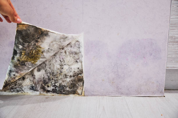 Best Emergency Mold Remediation in Prairie Heights, WA